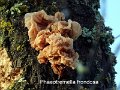 Phaeotremella frondosa-amf166